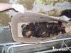 На ЮБК в лесу нашли сгоревшего человека (фото)