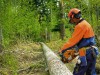 За сутки в Симферополе упало больше 100 деревьев