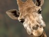 В крымском сафари-парке ждут рождения жирафа
