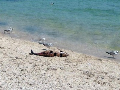 В Крыму в мае ждут массы погибших дельфинов
