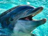В Крыму произошел захват дельфинария