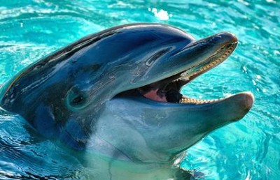 В Севастополе атаковали дельфинарий