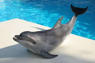 В Севастополе рейдеры частично ушли из дельфинария