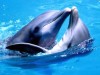 Прокуратура выясняет подробности рейдерского захвата дельфинария в Крыму