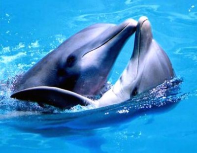 В Крыму расследуют рейдерский захват дельфинария