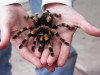 В скандальном крымском детском саду не нашли опасных пауков