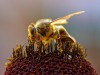 Пчелы умеют искать мины