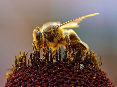 Пчел выучили находить мины
