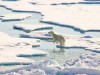 В России надумали очищать Арктику