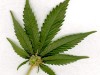 Крымчанин сядет на 6,5 лет за марихуану