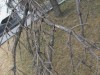 Хвойные деревья в Симферополе продолжают погибать непонятно от чего