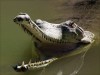 В ялтинский аквариум подбросили крокодилов (видео)