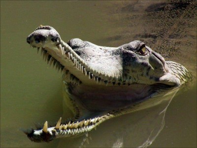 В Ялте нашлись уникальные крокодилы