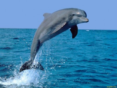 В Крыму за год удается спасать до 10 дельфинов