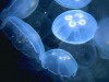 У берегов Крыма появились голубые медузы (видео)