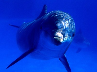 В Крыму дельфины гибнут по нескольким причинам
