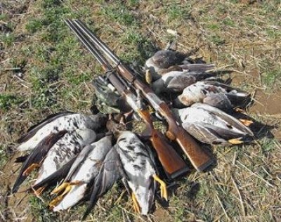 В Севастополе думают запретить охоту