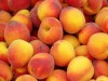 В Крыму в этом году невероятный урожай персиков (видео)
