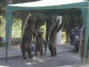 В Крыму продают бурых медведей (фото)