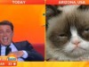 Грустный кот дал интервью на ТВ