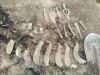 Крымские черные археологи показали свой клад (фото)