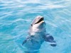 На крымском пляже спасли дельфина