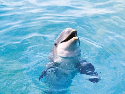В Крыму спасали дельфина, прибитого к пляжу