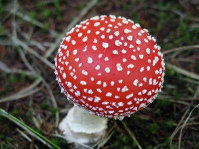 Трое крымчан и приезжий отравились грибами