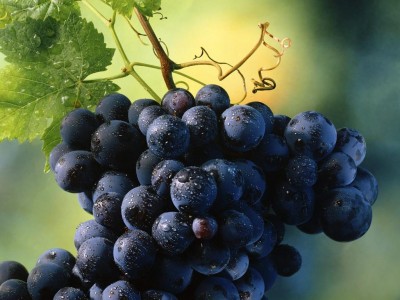 В Крыму дождь мешает собирать виноград