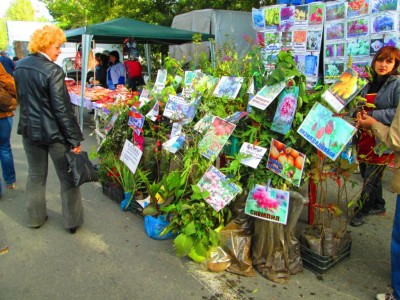 В Симферополе организуют зеленый рынок