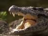 В Крыму у пляжного фотографа забрали крокодила