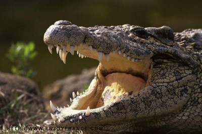 В Крыму у фотографа забрали крокодила