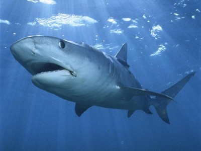 Ученые не верят в тигровую акулу у Крыма