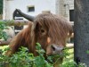 В Крым завезли необычных мохнатых быков