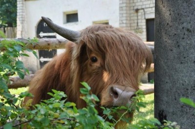 В Крыму появились необычные быки