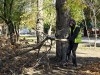 В центре Симферополя снесут два десятка деревьев
