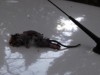 В Крыму дохлые крысы падают на машины (фото)