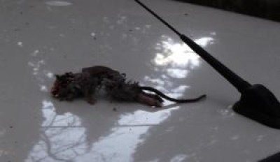 В Крыму вороны бросают крыс на машины