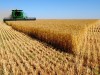 В Крыму собрали самые высокие урожаи зерновых