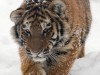 В России запретили охотиться на белого медведя и тигров