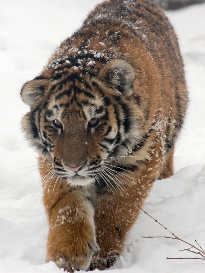 В России запретили охотиться на тигров и медведей
