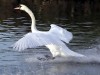 Лебеди уже прилетели в Крым на зимовку (видео)