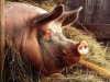 Симферопольцев пугают чумой свиней