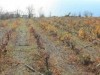 В Крыму окончательно снесли виноградники у роскошной дачи Януковича (фото)