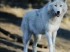 Крымчанин потерял ручного волка