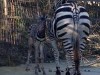 В крымском зоопарке родился малыш зебры