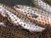В Крым не пустили 17 тонн рыбы