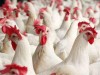 Цена на курятину в Крыму заинтересовала антимонопольщиков