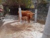 В ялтинском зоопарке родился теленок шотландской коровы (фото)