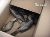 Алуштинская мэрия эвакуировала сотрудников из-за пакета с рыбой (фото+видео)